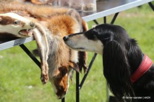 Frühling lockte auf den Berg – Familienfest auf der Obernburg
