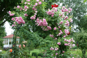 Rosenduft und Kabarett mit Romy Hildebrandt