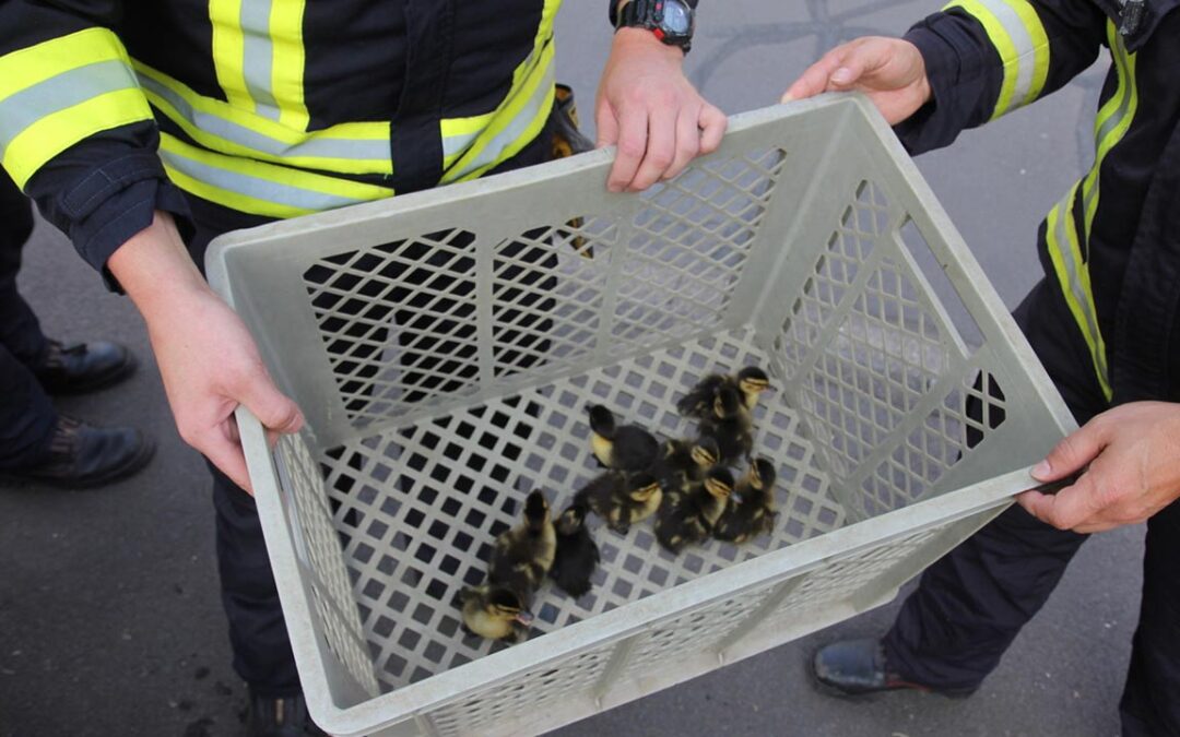 Melsungen: Feuerwehr holt Enten-Küken aus Gully