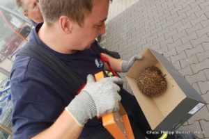 Stachelträger aus Abflussrohr gerettet