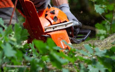 Landesstraße wird wegen Baumfällarbeiten voll gesperrt