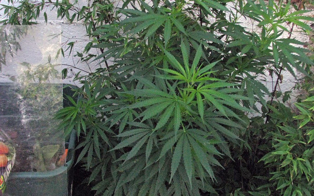 Kassel: 65-Jähriger betreibt Cannabiszucht