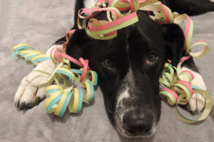 Silvester Rücksicht auf die Tiere nehmen