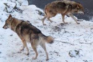 Entlaufener Wolf „Darius“ aus dem Wildpark Knüll ist tot