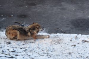Wildpark Knüll: Wölfe entkamen erneut durch Loch im Zaun