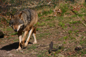 Homberg: Wolf im Wildpark Knüll erschossen