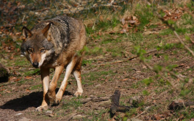Wolfstag im Wildpark Knüll: Märchen, Spiele und Naturerlebnis
