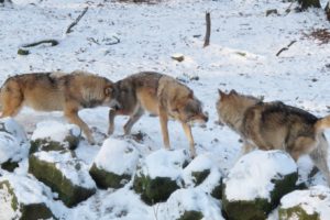Homberg: Wildpark Knüll öffnet ab Mittwoch wieder