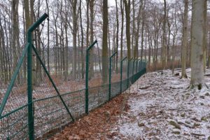 Kreis stellt Lebendfallen für vermutlich verletzten Wolf auf