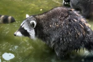 Veranstaltungen im Wildpark Knüll: Raccy Waschbär und ein Kräuterseminar