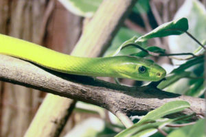 „Gifttiere“: Sonderausstellung im Naturkundemuseum im Ottoneum