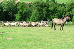 Vatertag und Muttertag im Wildpark Knüll