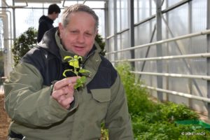 „Grüne Soße“ aus dem Kräutergarten