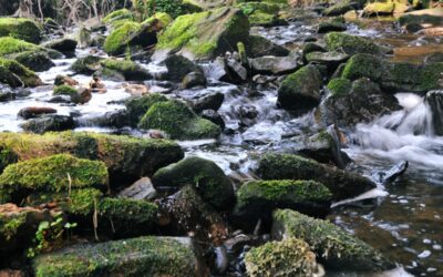 Start Landesprogramm „100 Wilde Bäche in Hessen“