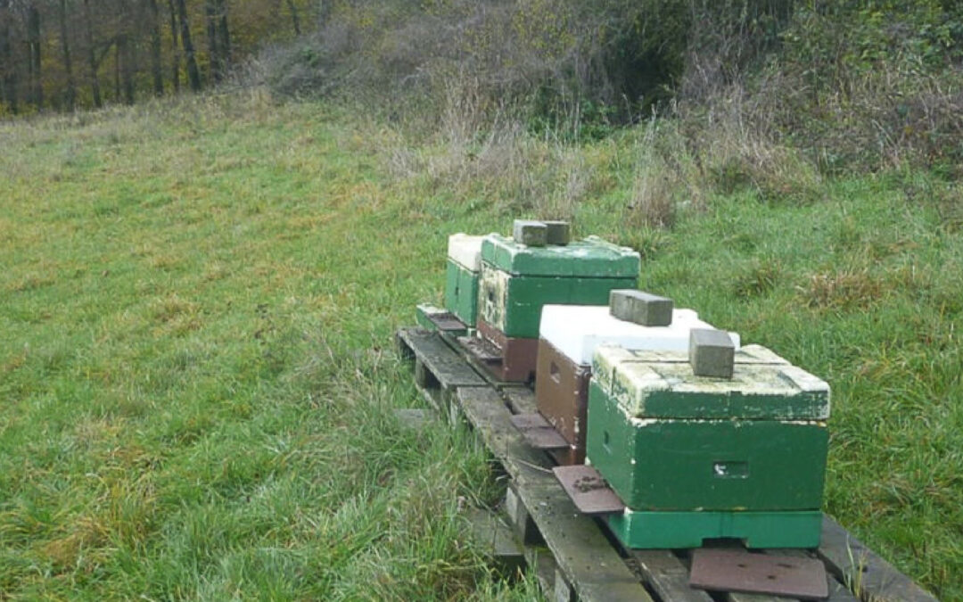 VB: Bienenvölker offensichtlich vergiftet