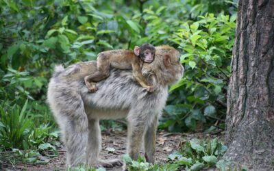 Affenwald Frielendorf: deutliches PRO