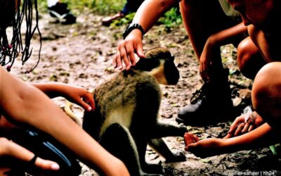 DIE KOLUMNE (ergänzt): Nordhessisches Affentheater