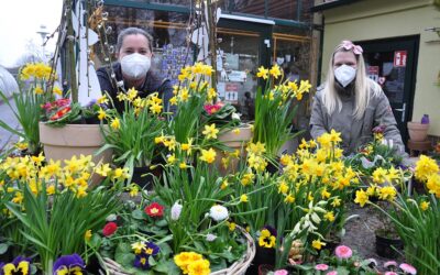 Narzissen, Primeln und Hornveilchen sind die beliebtesten Klassiker unter den Frühblühern