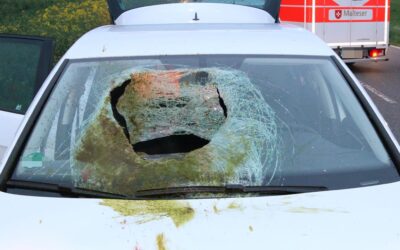 Zeitumstellung erhöht Risiko für Wildunfälle