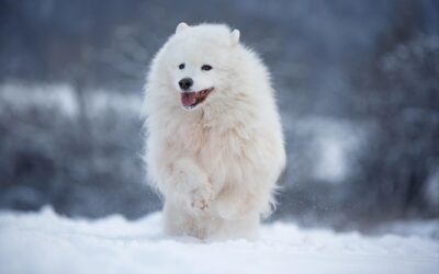 Therapiebegleithund Icy hilft noch im Ruhestand