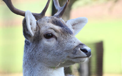 Behörde rät zu achtsamer Fahrt aufgrund der Zeitumstellung