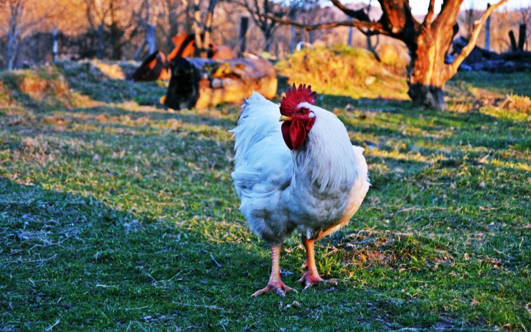 white rooster on green grass field