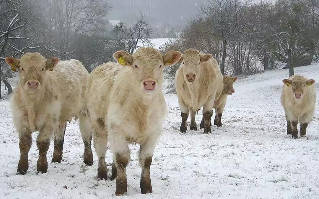 Warmblüter mit dickem Fell und hoher Wärmeproduktion