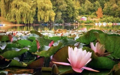 Christina Nickel gewinnt Fotowettbewerb im Marktflecken Frielendorf
