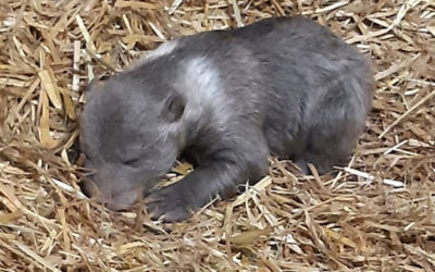 Freudige Nachrichten aus dem Wildpark Knüll: Geburt einer Jungbärin