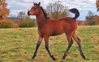 KS: Fohlen gesucht; Homberger flüchtet von Unfallstelle; Einbruch; Brand