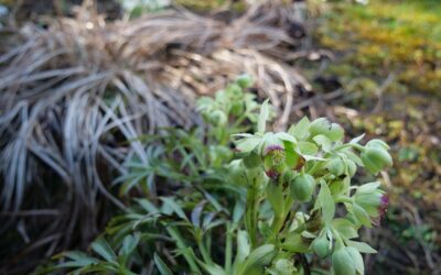 Frühjahrsputz im Garten: Warten lohnt sich aus ökologischen Gründen
