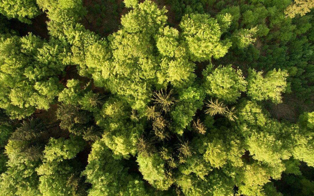 Bäume erbringen Höchstleistungen