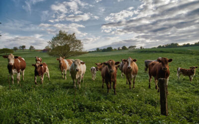 Mehr regionale Lebensmittel im Knüll