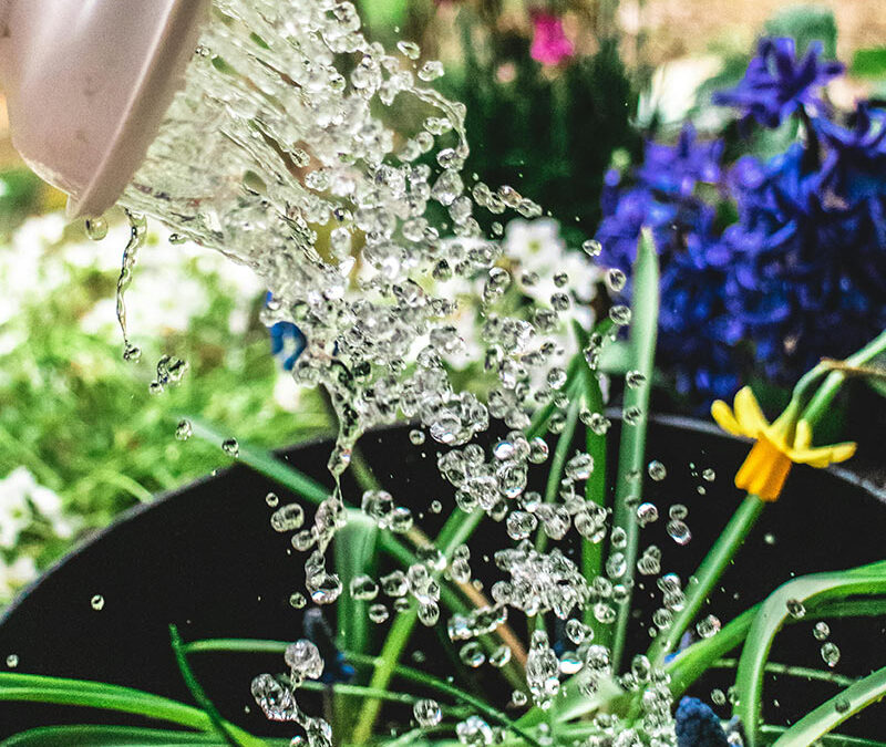 Gärten-Schau und Pflanzenbörse