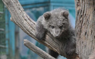Junge Braunbärin Linnea unternimmt erste Kletterversuche