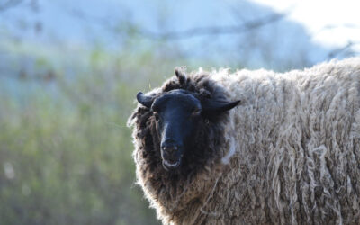 Kurzhaarschnitt für Rhönschafe: Schafschur und Wollspinnen im Wildpark Knüll