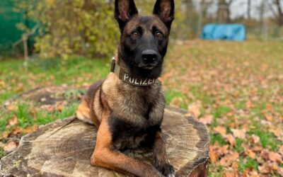 KS: Falsche Bankmitarbeiter; Einbrecher festgenommen