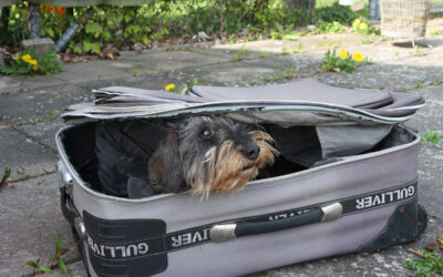 Spaß für Mensch und Hund