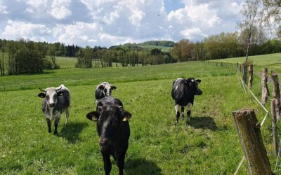 Extensive Weidehaltung im Fokus – Verein lädt zum Austausch ein