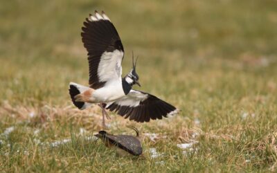 Arbeitseinsatz für Kiebitzschutz in Wabern