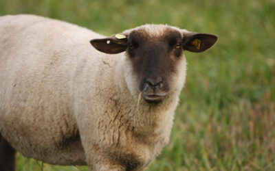 KS: Polizei sucht Zeugen nach grausamer Tat an trächtigem Schaf