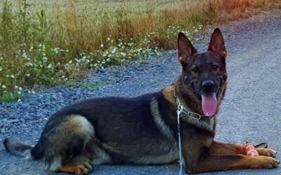 KS: Drogen erschnüffelt; Zeuge rettet Hund und unternimmt Löschversuch