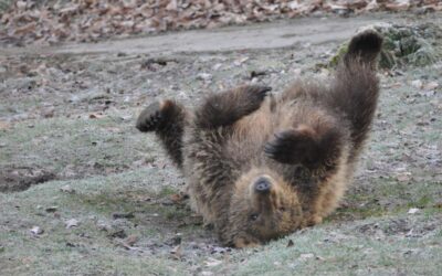 Bärenfest im Wildpark Knüll: Saisonstart mit Mitmachaktionen