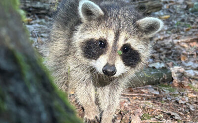 Gebäude vor Waschbären schützen