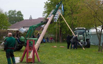 Frühling feiern unter einem der höchsten Maibäume im Kreis