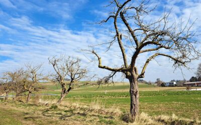 Pflegeprojekt bei Kirchhain sichert Lebensraum für Tiere und erhält Kulturlandschaft