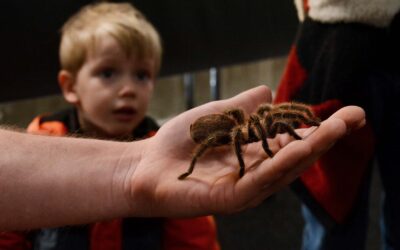 Pelzig, acht und weniger Beine: Ausstellung zeigt faszinierende Spinnen und Insekten