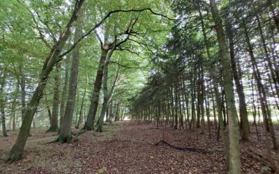 Der Wald – Thema im Kulturhaus AnTreff