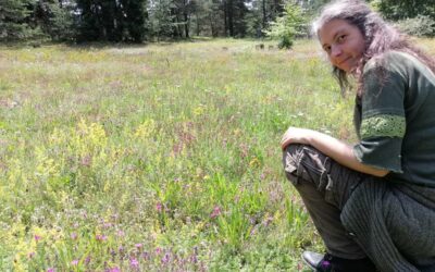 Wildkräuter entdecken im Wildpark Knüll