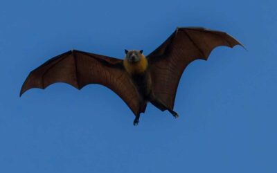 Faszination Fledermaus: Umweltverbände laden zu spannender Abendexkursion ein